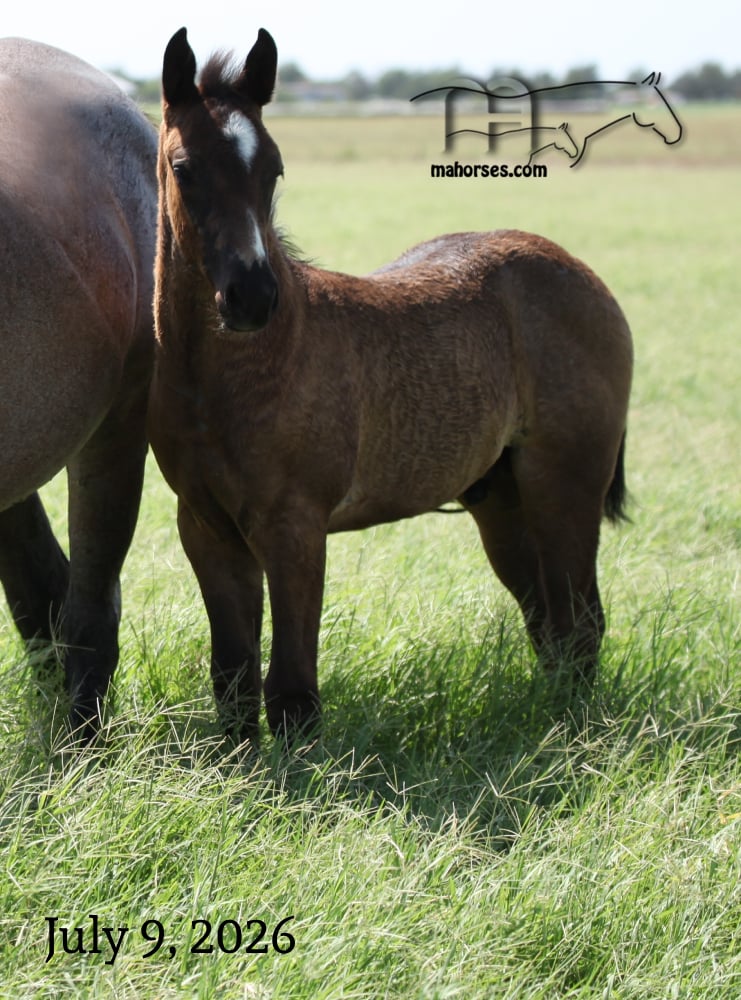 Saltys Fireball MA's 2026 Roan Stallion
